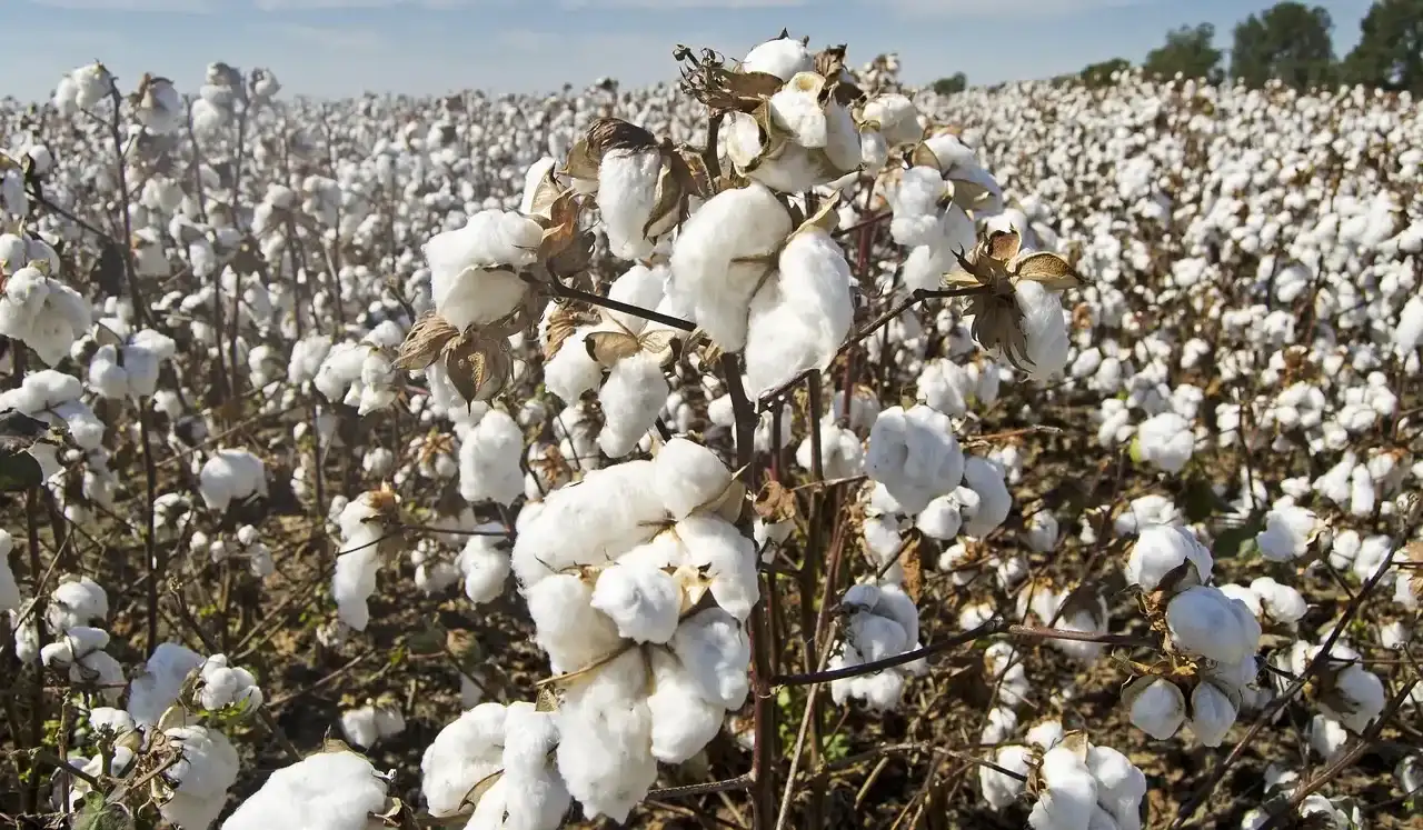 Tissus Coton Imprimé : La Touche de Couleur pour Vos Créations